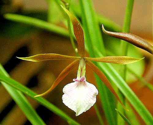 Encyclia bractesens